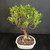Back view of Ficus Melon Seed bonsai showing exposed roots, upright trunk movement, small foliage, and cream glazed Japanese ceramic pot.