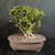 Alternate view of Singapore Holly bonsai showing the broad canopy, tiny holly-like foliage, mature branching, exposed root base, and unglazed Japanese ceramic pot.
