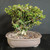 Singapore Holly bonsai in an unglazed Japanese ceramic pot with a wide compact canopy, tiny holly-like green leaves, textured trunk, exposed roots, and small flowers against a dark background.