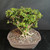 Top angled view of Singapore Holly bonsai showing compact green foliage, small flowers, exposed roots, and the wide unglazed Japanese pot.
