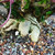 Close-up of Singapore Holly bonsai root base showing pale exposed roots, textured lower trunk, small glossy leaves, bonsai soil mix, and pink identification tag.