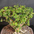 Close-up of Singapore Holly bonsai canopy showing tiny glossy leaves, small pale flowers, textured branching, and mature miniature tree structure.