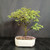 Front view of Tamarind bonsai showing rounded fern-like foliage canopy, textured trunk, pink identification tag, and cream glazed Japanese ceramic pot.
