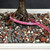 Close-up of the Lavender Starflower bonsai trunk, surface roots, bonsai soil and pink tree identification tag number.