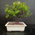 Lavender Starflower bonsai with green foliage, lavender flowers and a spreading canopy in a rectangular white glazed pot