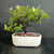 Lavender Starflower bonsai with lavender flowers, flower buds and a broad canopy in a white glazed Japanese ceramic pot