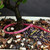 Close-up of the Lavender Starflower bonsai trunk, soil surface and pink identification tag number 23022