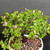 Close-up of Lavender Starflower bonsai foliage with lavender flowers and unopened flower buds throughout the canopy