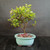 Lavender Starflower bonsai with an upright trunk, green foliage and lavender flowers in a blue-green glazed ceramic pot