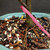 Close-up of Lavender Starflower bonsai trunk, surface roots, bonsai soil and pink identification tag number 23746