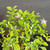 Close-up of Lavender Starflower bonsai foliage with lavender flowers and unopened flower buds