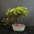 Lavender Starflower bonsai with an upright trunk, rounded green canopy and lavender flowers in a green-gray glazed pot