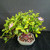 Angled overhead view of Lavender Starflower bonsai with a broad flowering canopy in a glazed Japanese ceramic pot