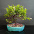 Lavender Starflower bonsai with lavender flowers, green foliage and a low spreading canopy in a turquoise glazed Yixing ceramic pot