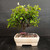 Lavender Starflower bonsai with a full green canopy and lavender flower buds in a cream glazed Yixing ceramic pot
