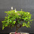 Close front view of Lavender Starflower bonsai showing the trunk, dense canopy, flower buds, and cream glazed Yixing pot