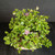 Top view of Lavender Starflower bonsai showing lavender flowers, unopened buds, and dense green foliage