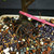 Close-up of Lavender Starflower bonsai trunk flare, surface roots, bonsai soil, and pink identification tag number 23806