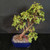 Angled view of the mature Dwarf Jade bonsai showing the wide trunk base, upward branch structure, pruned foliage pads, and dark blue glazed Japanese bonsai pot