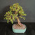 Angled full-tree view of a mature Dwarf Jade bonsai showing the leaning trunk, tiered branch structure, green foliage, and light green ceramic bonsai pot