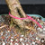 Close-up of the mature Dwarf Jade bonsai trunk base showing textured bark, surface roots, bonsai soil, and pink identification tag number 23727