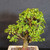 Close view of the mature Dwarf Jade bonsai canopy showing compact green leaves, a thick central trunk, and established interior branching