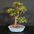 Angled view of a mature Dwarf Jade bonsai showing the strong root base, upright trunk, open branch structure, and light blue glazed Yixing pot