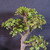 Close view of the mature Dwarf Jade bonsai canopy showing multiple established branches, compact green leaves, and visible pruning points