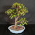 Full front view of a mature Dwarf Jade bonsai with a tall thick trunk, tiered green foliage pads, and a light blue glazed Yixing ceramic pot