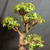 Close view of the upper trunk and tiered canopy of the mature Dwarf Jade bonsai with small round green leaves