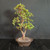 Full front view of a tall Dwarf Jade bonsai with an upright trunk, open tiered branching, compact green foliage, and a round unglazed brown Yixing ceramic pot