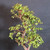 Close view of the upper trunk and established branch structure of a tall Dwarf Jade bonsai with compact green leaves and visible pruning points