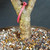 Close-up of the Dwarf Jade bonsai trunk base, granular soil surface, unglazed brown Yixing pot, and pink identification tag number 23825