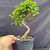 Imported Chinese Elm pre-bonsai with a pronounced S-shaped trunk, dense rounded canopy, small serrated green leaves, and a black 6-inch nursery grow pot