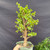 Close-up of the exact Dwarf Jade pre-bonsai included in the kit, showing a thick upright trunk, branching structure, bright green succulent foliage, and a green 6-inch grow pot