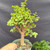 Close-up of the exact Dwarf Jade pre-bonsai included in the kit, showing a thick trunk, branching structure, bright green succulent foliage, and green 6-inch grow pot