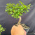 Close-up of the exact Chinese Elm pre-bonsai included in the kit, showing a compact leafy canopy, short trunk, and black 6-inch grow pot