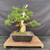 Full front view of a mature Kishu Shimpaku juniper bonsai with layered green foliage, wired branches, dramatic pale deadwood, and a thick trunk in a rectangular mica training pot