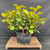 Full front view of a mature ficus pre-bonsai with a broad leafy canopy, multiple gray branches, developing green fruit, and yellowing foliage in a black nursery pot