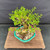 Angled overhead view of the Dwarf Bluebell bonsai showing its dense branching, bright green foliage, thick aged trunk, and turquoise glazed Yixing ceramic pot