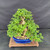Angled full-tree view of the mature Parrot’s Beak bonsai showing its broad ramified canopy, heavy trunk, cascading lower branch, and blue glazed Yixing pot