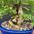 Close-up of the mature Parrot’s Beak bonsai trunk showing the thick textured base, natural hollows, surface roots, granular bonsai soil, and blue glazed ceramic pot