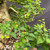 Close-up of the Parrot’s Beak bonsai foliage showing dense green leaves, fine branching, and established ramification around the mature trunk