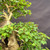Close view of the Parrot’s Beak bonsai showing layered foliage pads, mature branch structure, and the thick textured trunk with a natural hollow