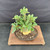 Overhead view of the mature Desert Rose showing its broad caudex, multiple trunk structure, green foliage, granular soil, and oval unglazed Yixing ceramic pot