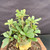 Angled view of the Desert Rose canopy showing upright branching, thick oval green leaves, and the large swollen caudex below
