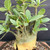 Close-up of the mature Desert Rose showing multiple thick branches emerging from the swollen caudex and clusters of elongated green leaves