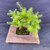 Overhead view of the collected larch showing its broad branch spread, dense green canopy, moss-covered soil, and rectangular pot.