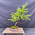Front view of the collected larch bonsai with a tall, gently moving trunk, broad green foliage, a moss-covered base, and a handmade ceramic pot.