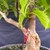Detailed view of the Stewartia’s lower trunk showing exfoliating bark, an aged trunk hollow, a large side branch, and surrounding foliage.